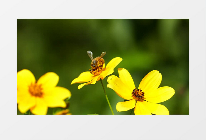蜜蜂在花朵上采蜜实拍视频素材