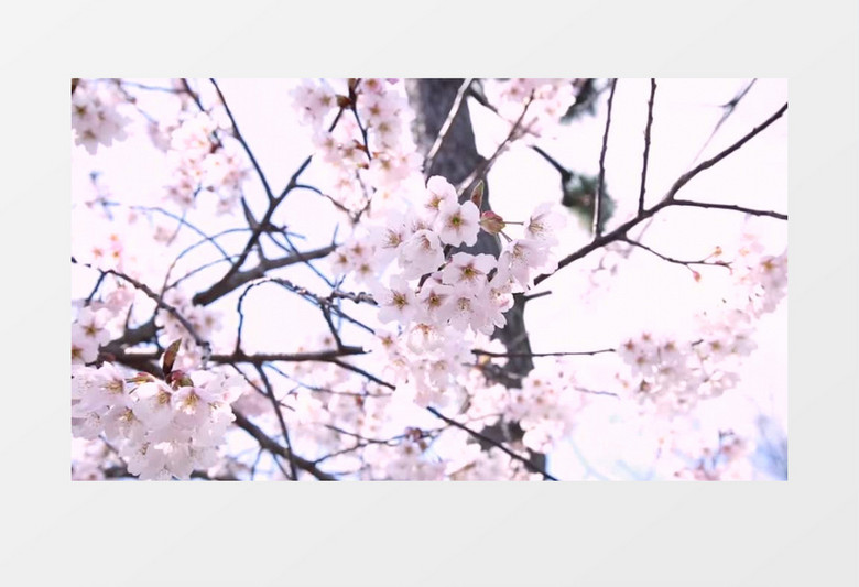 在风中摇曳的淡粉色樱花实拍视频素材