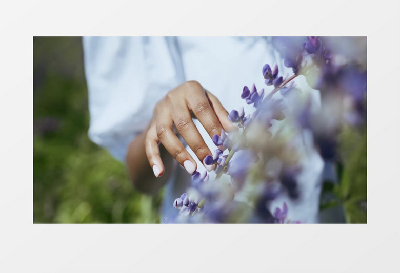 女人在抚摸一株紫色的花实拍视频素材