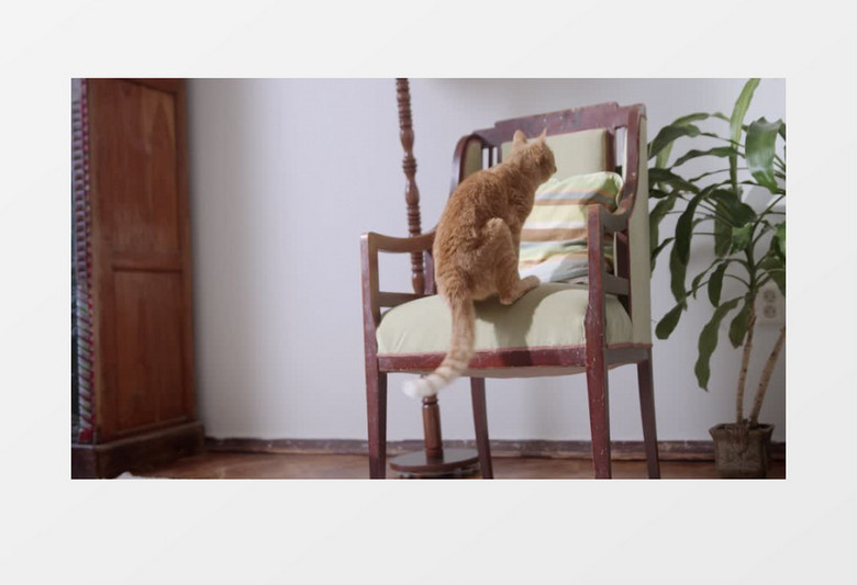 一只橘猫跳到椅子上实拍视频