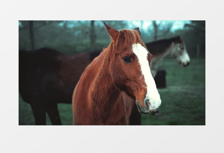 特写拍摄一匹棕色的马实拍视频