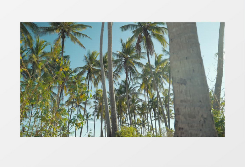 热带风光椰子树林实拍视频