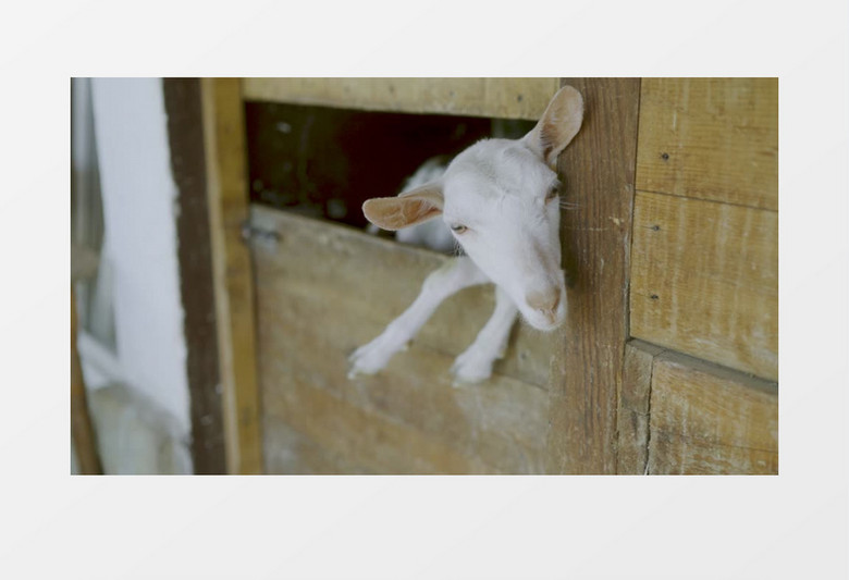 高清拍摄可爱的小白羊实拍视频