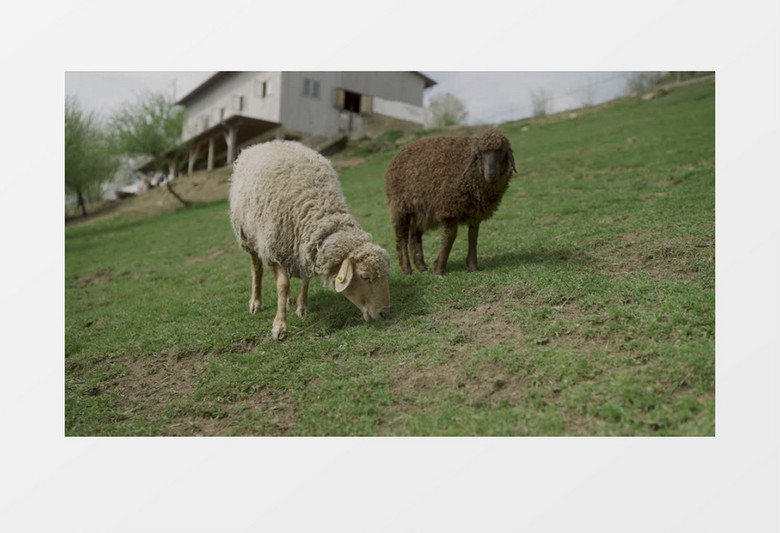 白色小绵羊正在吃草实拍视频