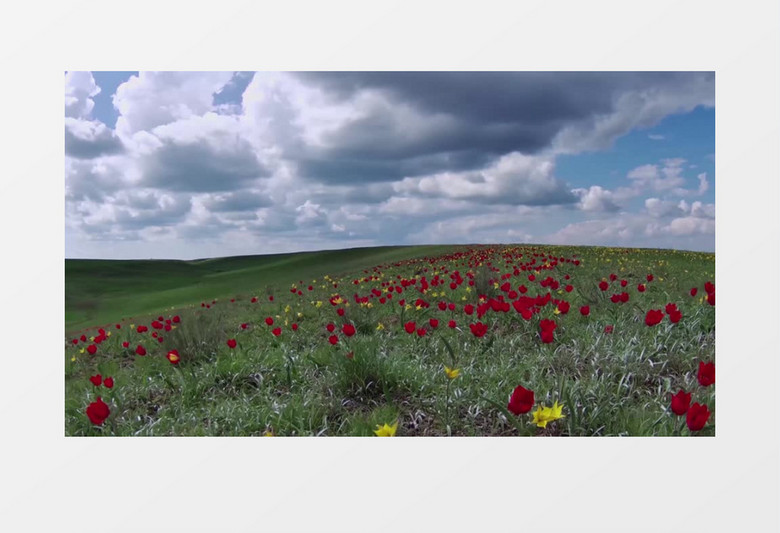 草原上有一片红色跟黄色的小花实拍视频