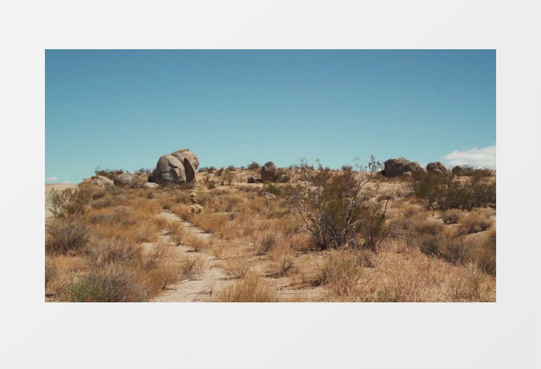 荒漠干枯的草地植物实拍视频