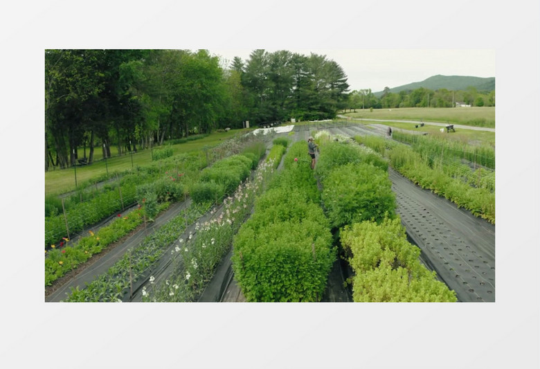 实拍两个花艺师在花圃挑选修剪花束实拍视频素材