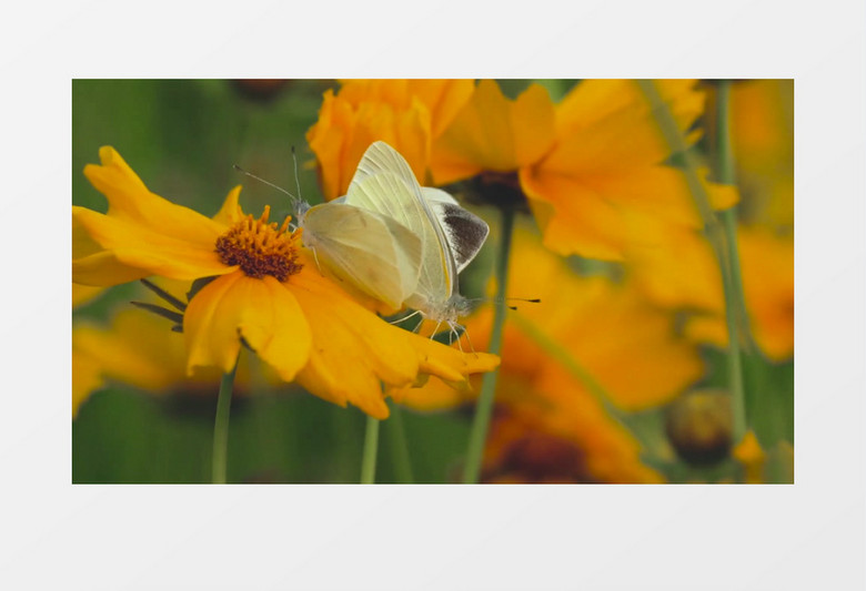 两只白蛾在黄色花朵上实拍视频素材