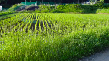 绿油油的水稻田实拍视频素材