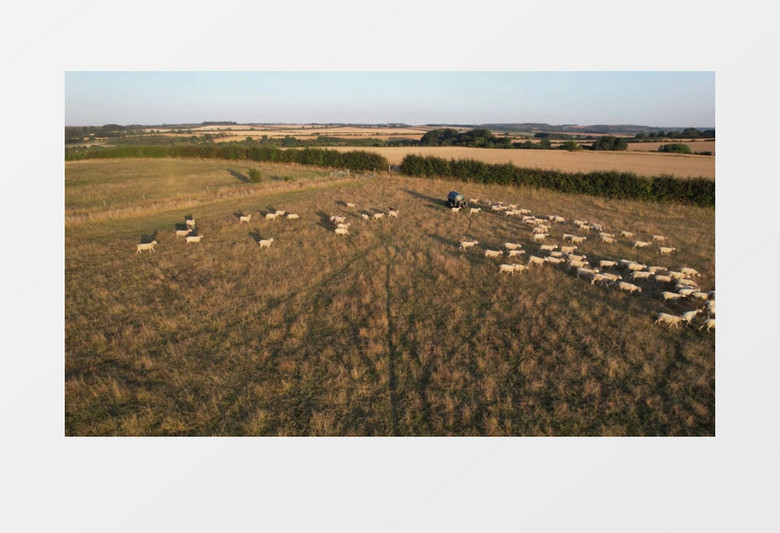 一群羊群在草地上奔跑吃草实拍视频素材