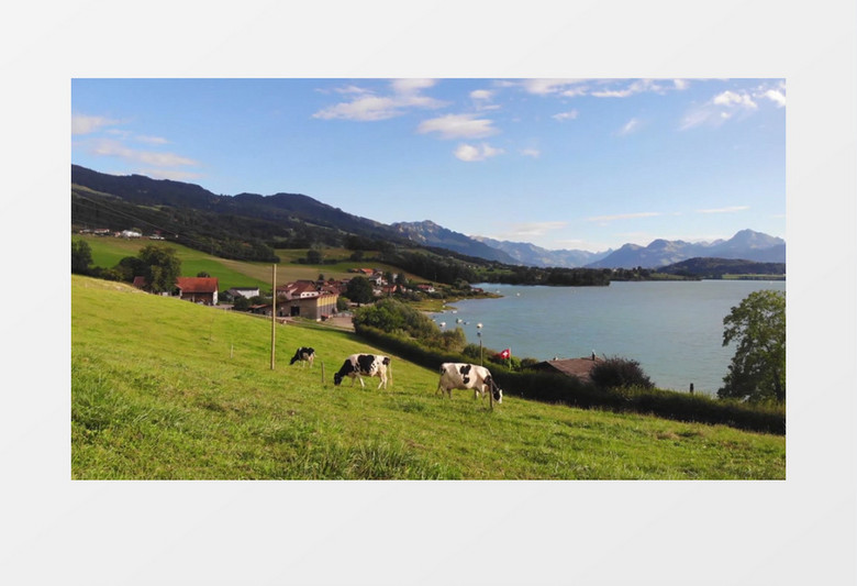 奶牛在湖边的草地上吃草实拍视频素材