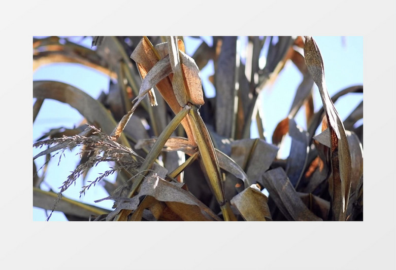 实拍干枯枯萎的玉米秸秆实拍视频素材