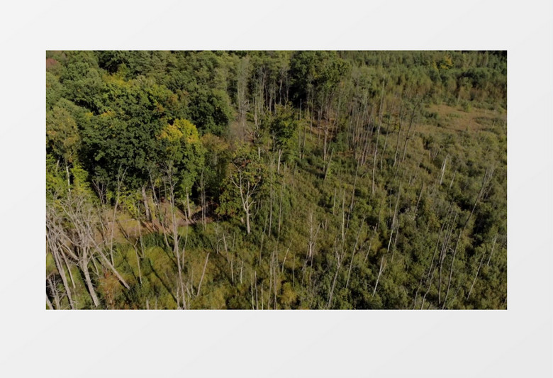 俯拍郁郁葱葱的树林实拍视频素材