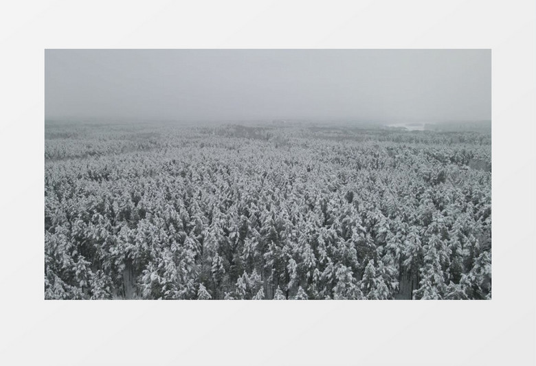 实拍被雪花覆盖的树林实拍视频素材