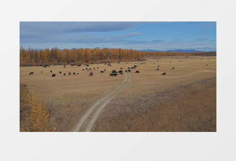 一群牛在草地上觅食实拍视频素材