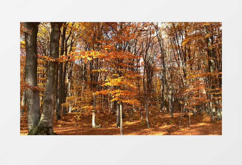 秋天树林中全部变黄的树叶和满地落叶实拍视频素材