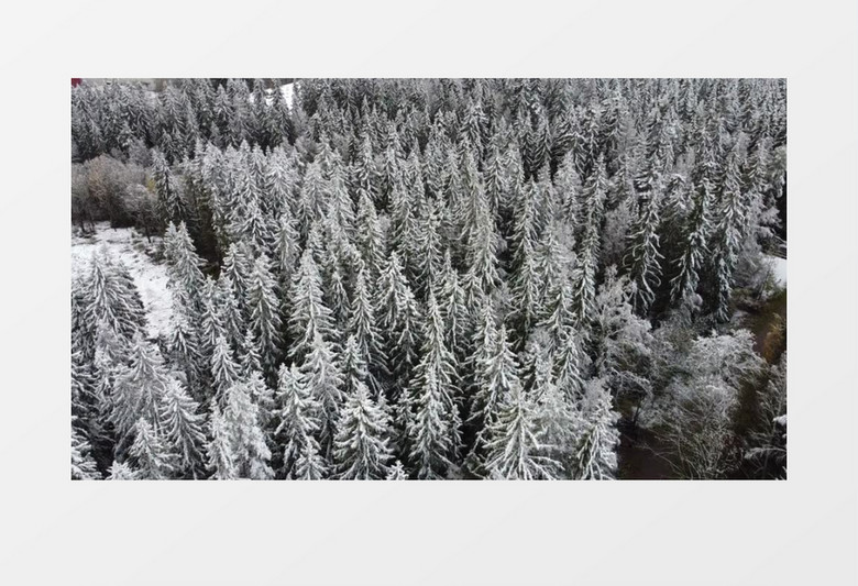 被雪花覆盖的森林雪原实拍视频素材