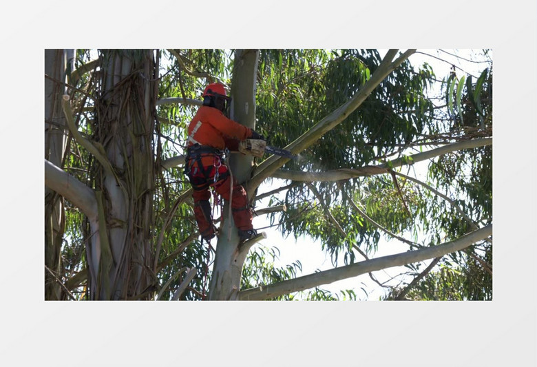 伐木工在树上修剪树干实拍视频素材