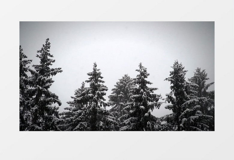 冬季雪花缓缓飘落在松树上实拍视频素材