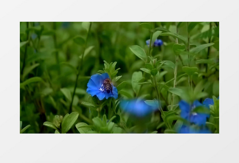 一只蜜蜂在蓝色的花蕊中采蜜实拍视频素材