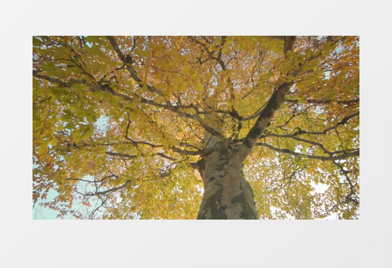 实拍银杏树茂密的树叶实拍视频素材