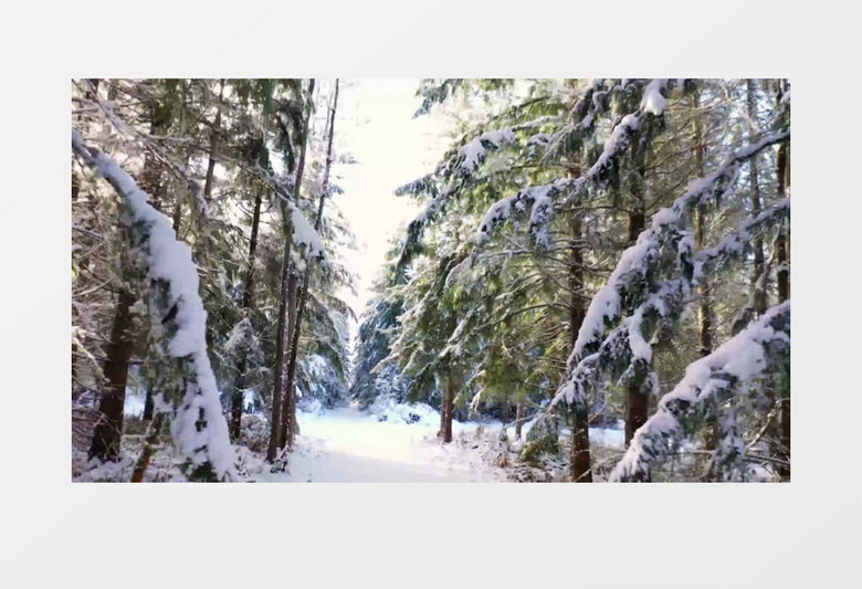 大雪覆盖茂密的丛林实拍视频素材