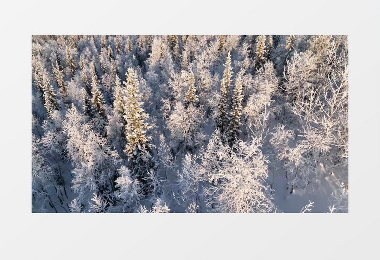 被冰雪覆盖的森林实拍视频素材