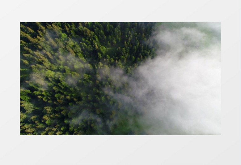 俯拍高耸入云的树木实拍视频素材
