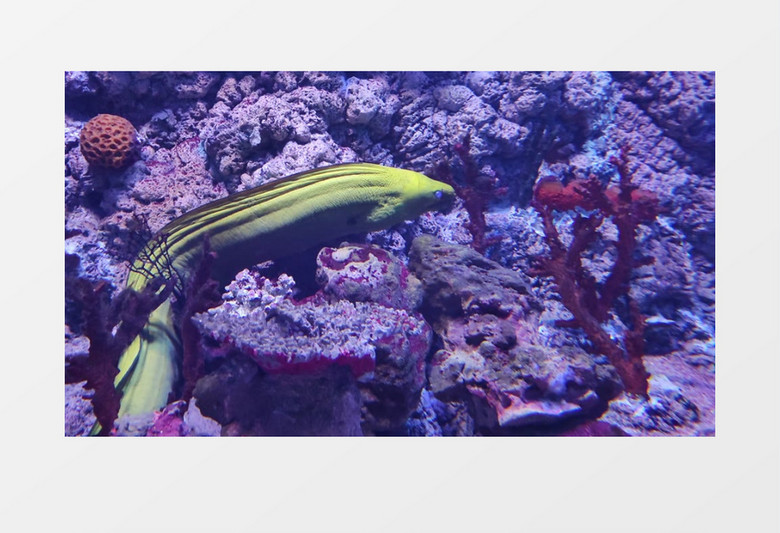 一条海鳗在海底实拍视频素材