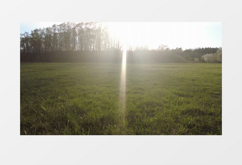 小狗奔跑在阳光照射下的草地上实拍视频素材