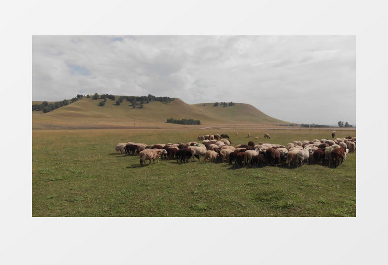 羊群在郊外的草地上奔跑实拍视频素材