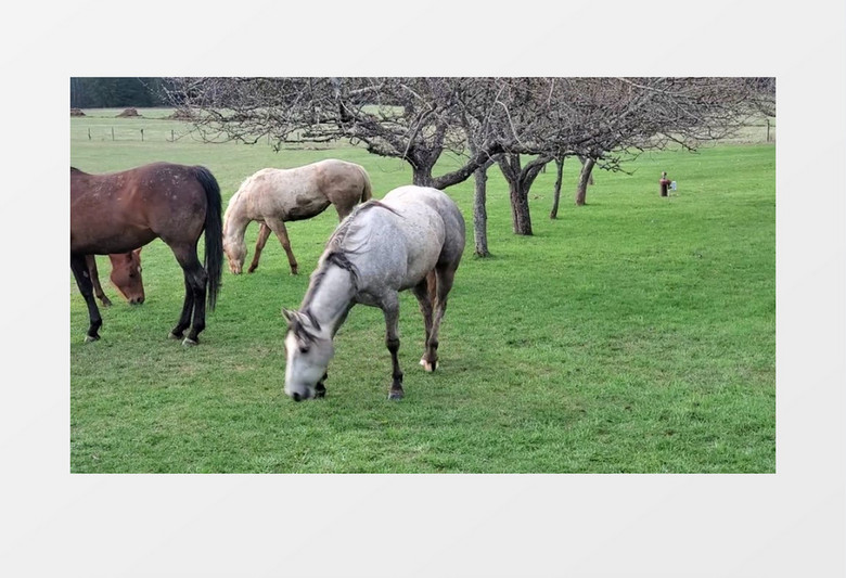 一群马在嫩绿的草地上吃草实拍视频素材