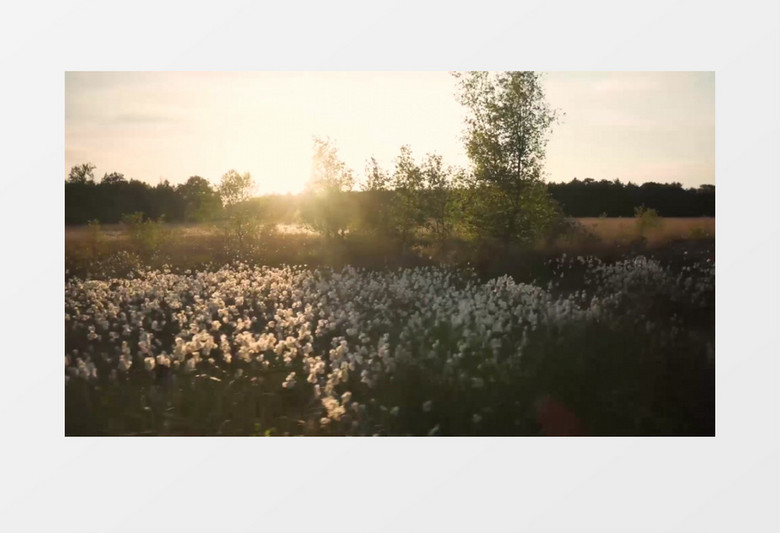 河边成长的成片的芦苇花实拍视频素材
