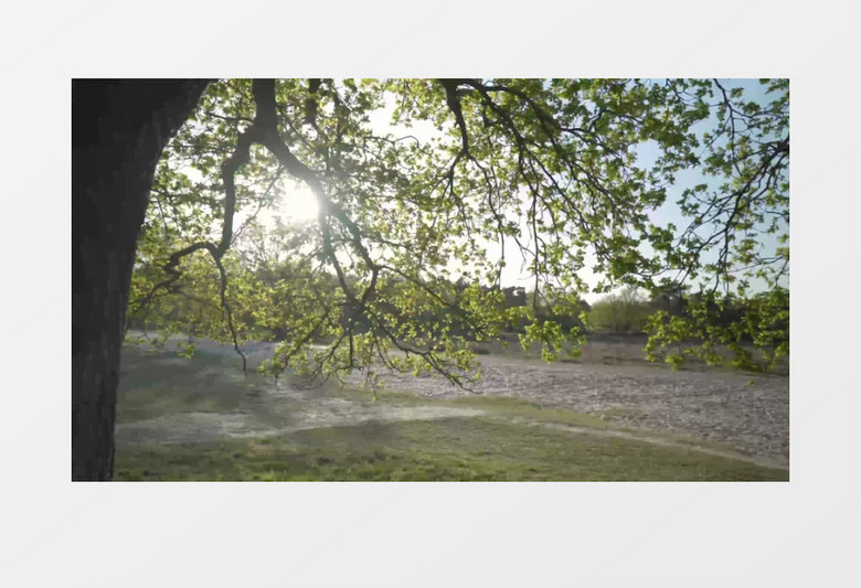 阳光下的树枝在风中摇曳实拍视频素材