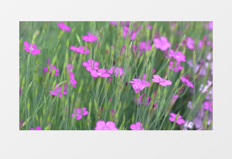 紫色石竹花圃实拍视频素材
