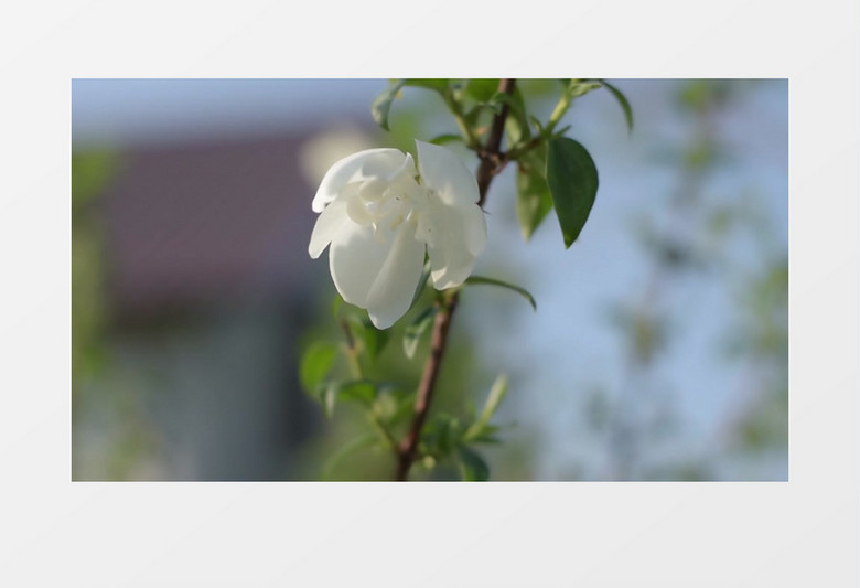 一朵绽放的白色山梅花实拍视频素材