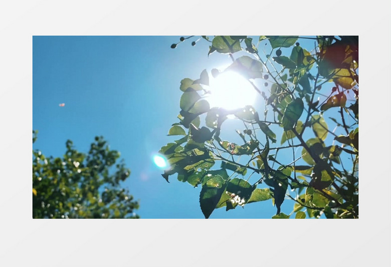 阳光洒落在银杏树上实拍视频素材