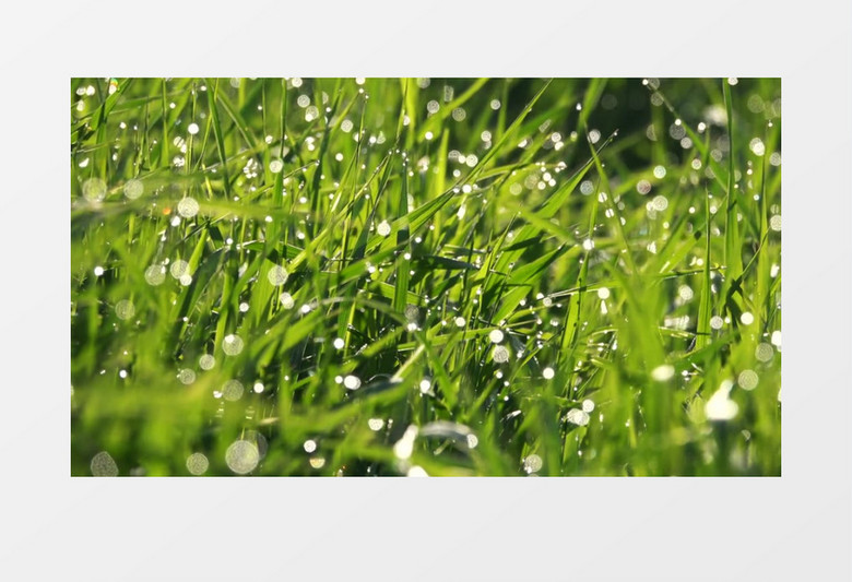 清晨挂满露珠的小草实拍视频素材 清晨挂满露珠的小草实拍视频素材