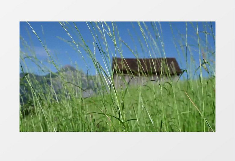 山上随风飘动的小草实拍视频素材