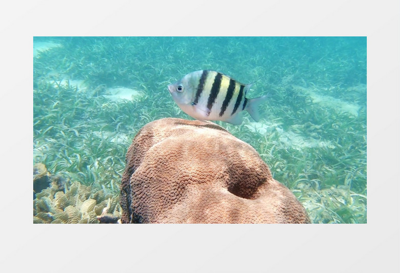 一条豆娘鱼在礁石上方游走实拍视频素材