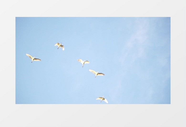 几只白鸽在天空中飞翔实拍视频素材