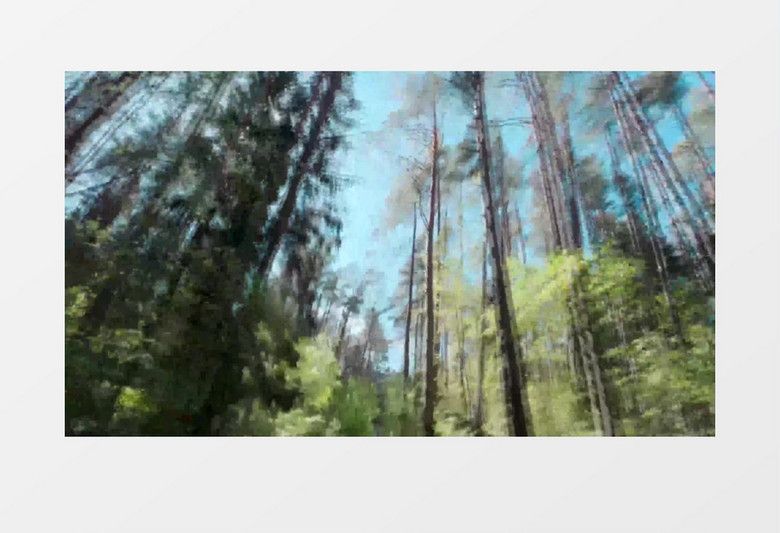 镜头穿梭在高耸入云的丛林中实拍视频素材