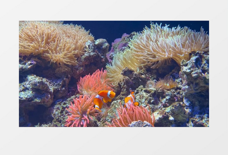 小丑鱼在海底的珊瑚丛中穿梭实拍视频素材