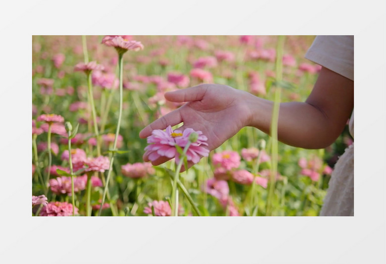 美女不断的拂过粉色的花朵实拍视频素材