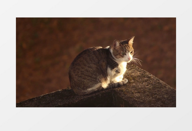 一只猫蹲坐在墙角上实拍视频素材