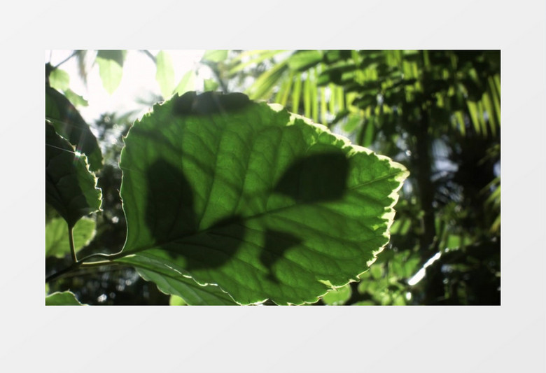 阳光透过树缝洒落到树叶上形成阴影实拍视频素材