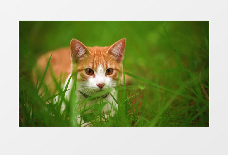 一只小猫蹲在草丛里目视前方实拍视频素材