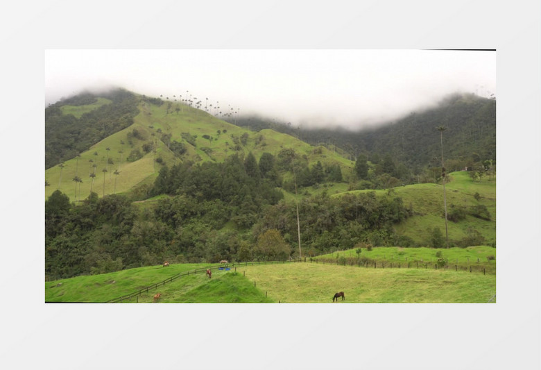 山脚下吃草的黄牛和寂静的远山实拍视频素材
