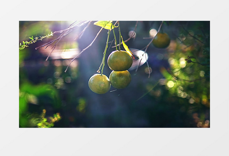 橘子挂在枝头沐浴在阳光下实拍视频素材