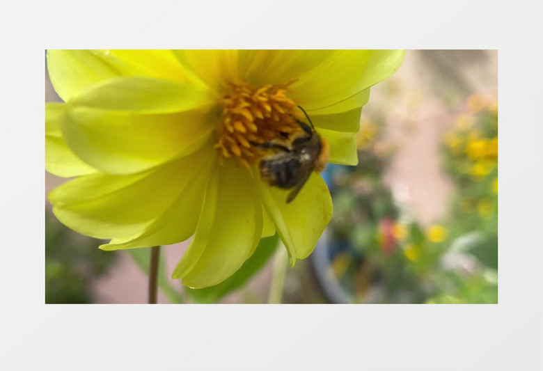 蜜蜂在菊花花蕊中采蜜实拍视频素材